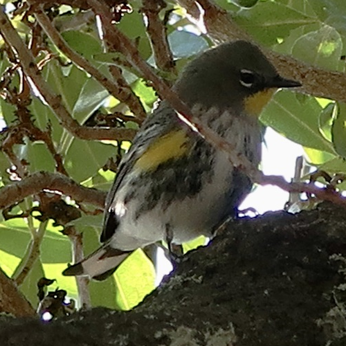 Yellow-rumped Warbler